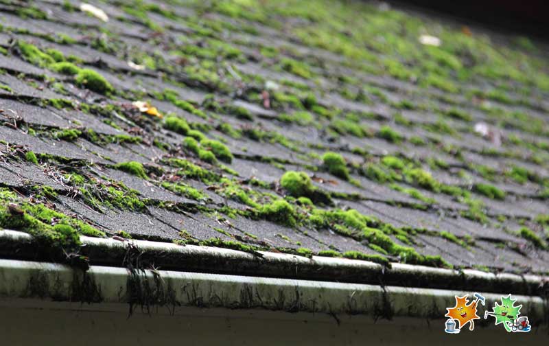 Roof Moss Removal