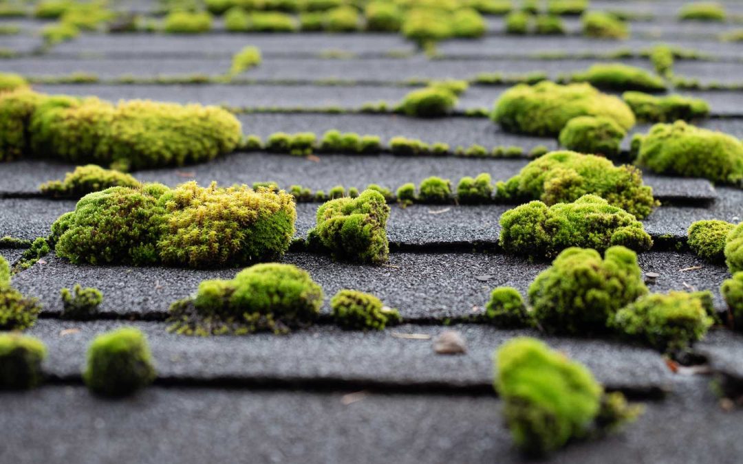 The Importance of Roof De-Mossing: Preserving the Longevity and Integrity of Your Roof