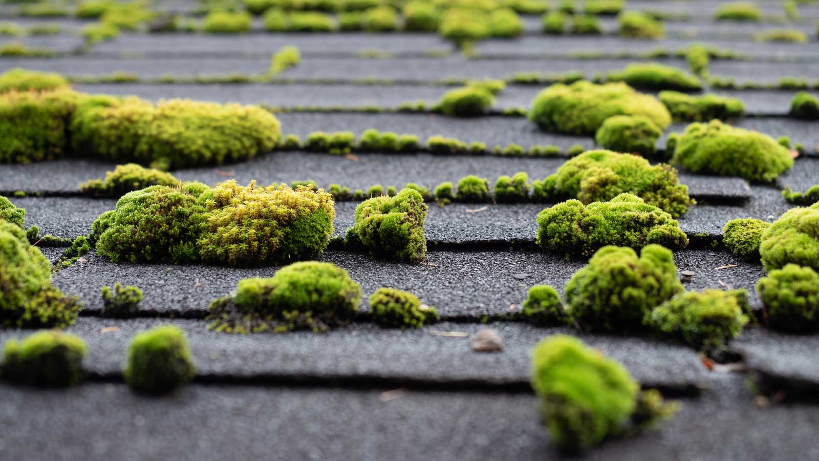 The Importance of Roof De-Mossing: Preserving the Longevity and Integrity of Your Roof