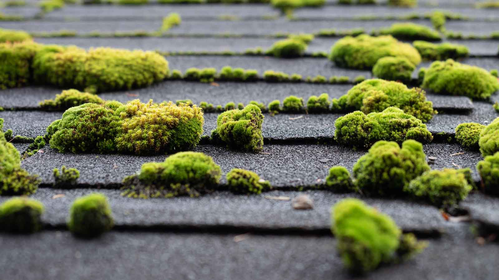 Moss formations on shingled roof.