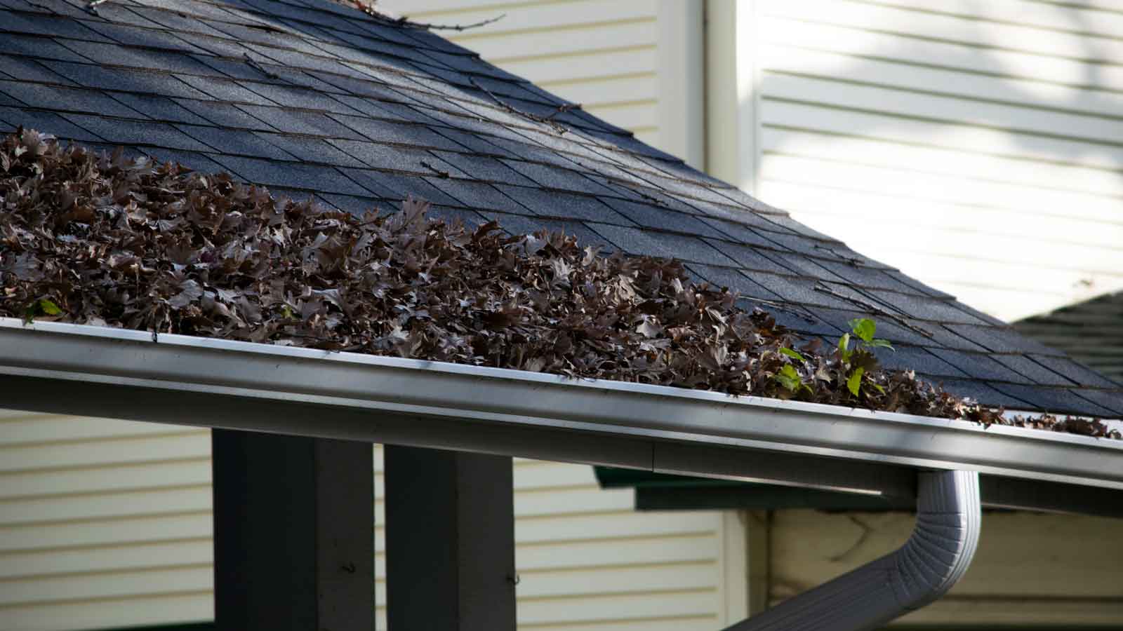 Gutter Cleaning in Maple Ridge Leaves overflowing from gutter needing a Gutter Cleaning Professional